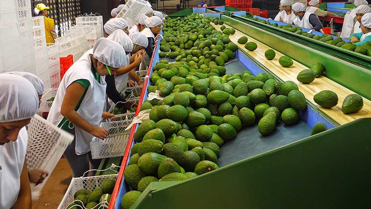 Exportaciones agropecuarias en Guanajuato disminuyen  | Especial