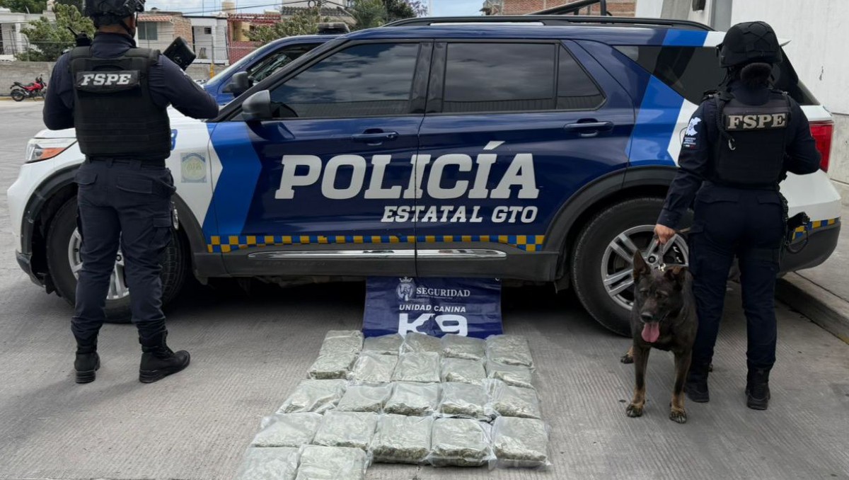 Autoridades interceptan más de 13 mil dosis de marihuana enviados vía paquetería en Guanajuato