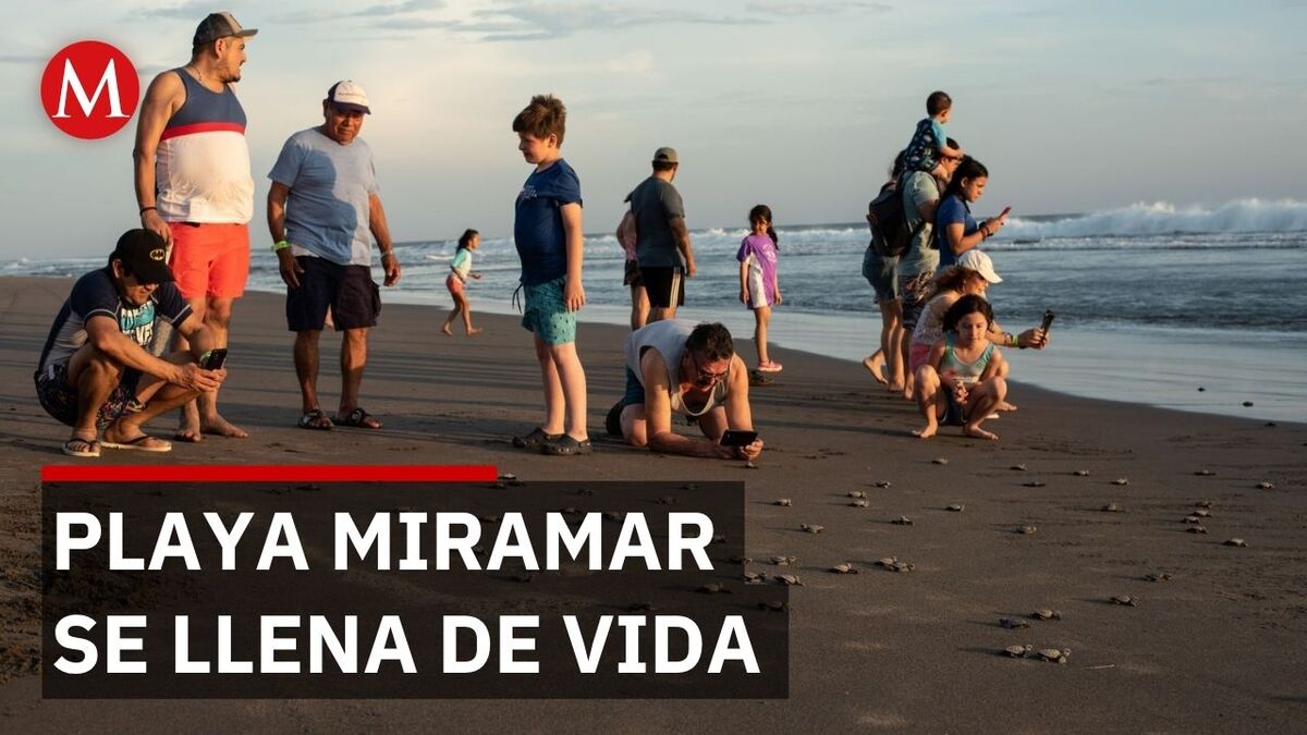 Llegan las primeras tortugas Lora a Playa Miramar