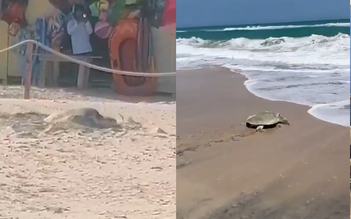 Llegan primeras tortugas Lora a playa Miramar