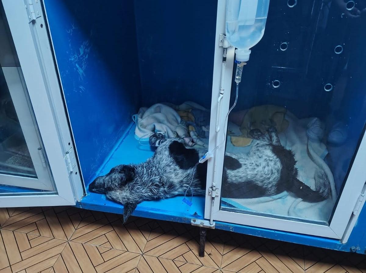 Siete perritos fueron envenenados en la colonia Felipe Ángeles. (Especial)