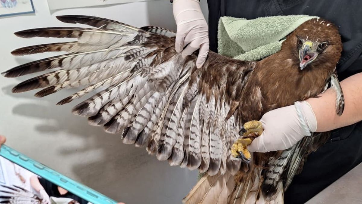 La rápida acción evitó daños al ejemplar | Especial