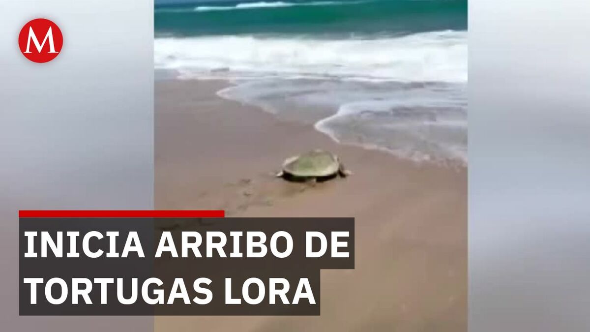 Tortugas Lora desovan en Miramar bajo estricta vigilancia federal