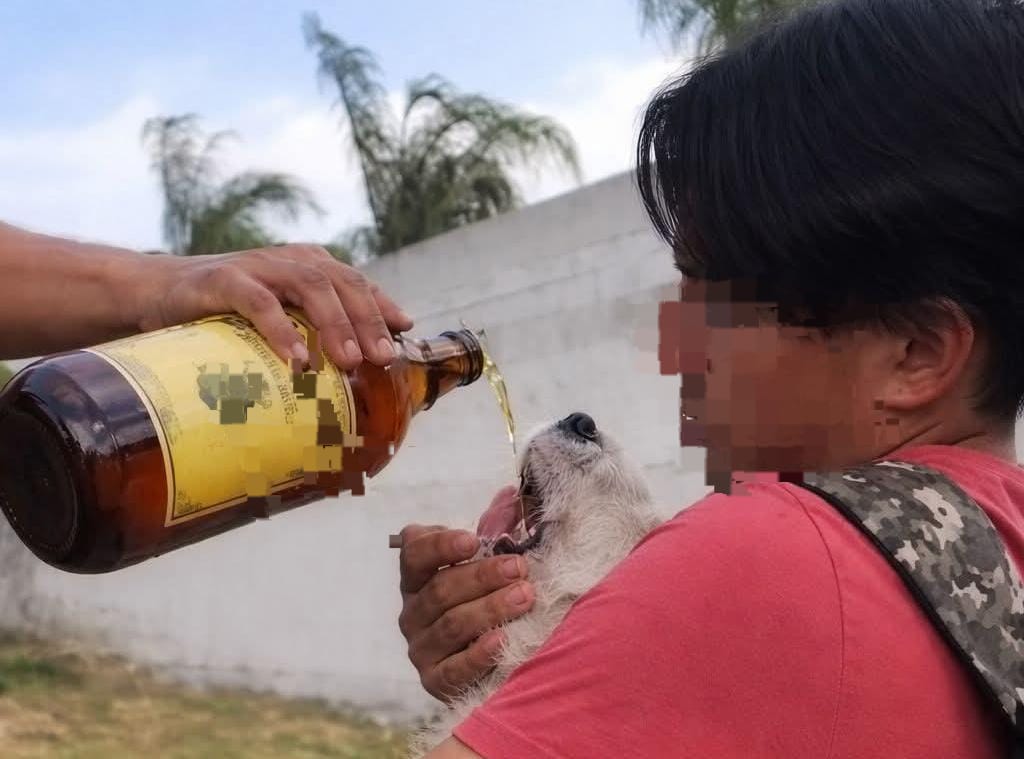 El caso de maltrato animal ocurrió recientemente en el municipio de Atotonilco el Grande. (Especial)