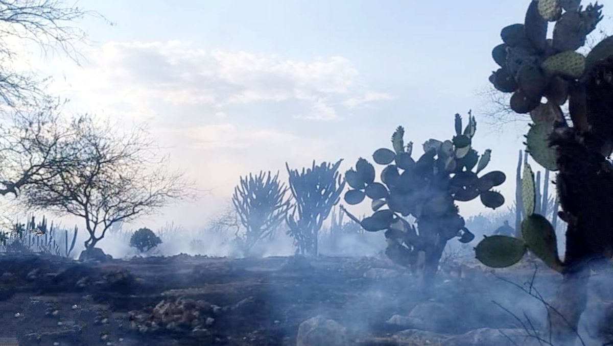 Incendio en Coxcatlán daña especies endémicas | Especial