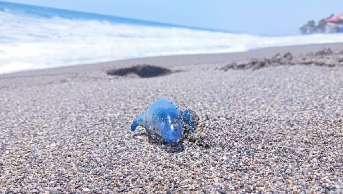 La medusa puede provocar irritación y dolor al contacto. | Especial