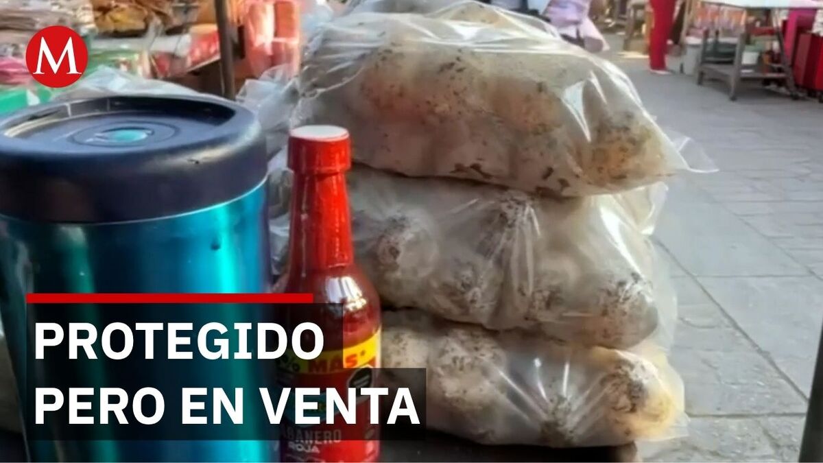 Venden huevos de tortuga en mercados de Juchitán por 80 pesos