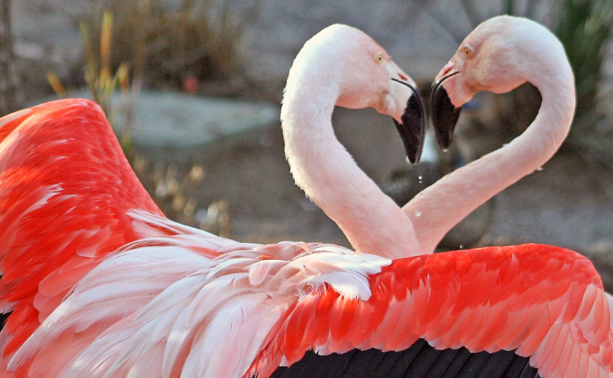 #Laberinto | Entre violencia, ternura y lazos duraderos o fugaces, la vida animal refleja rasgos humanos; frente a la devastación ambiental, destaca su capacidad de amar y resistir en condiciones adversas.