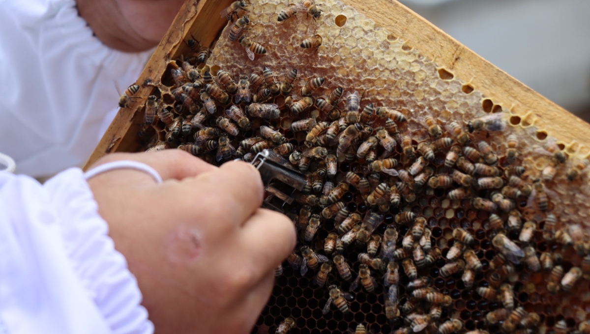 Las abejas son fundamentales para el equilbrio de la naturaleza y la vida humana (Foto: Cortesía)