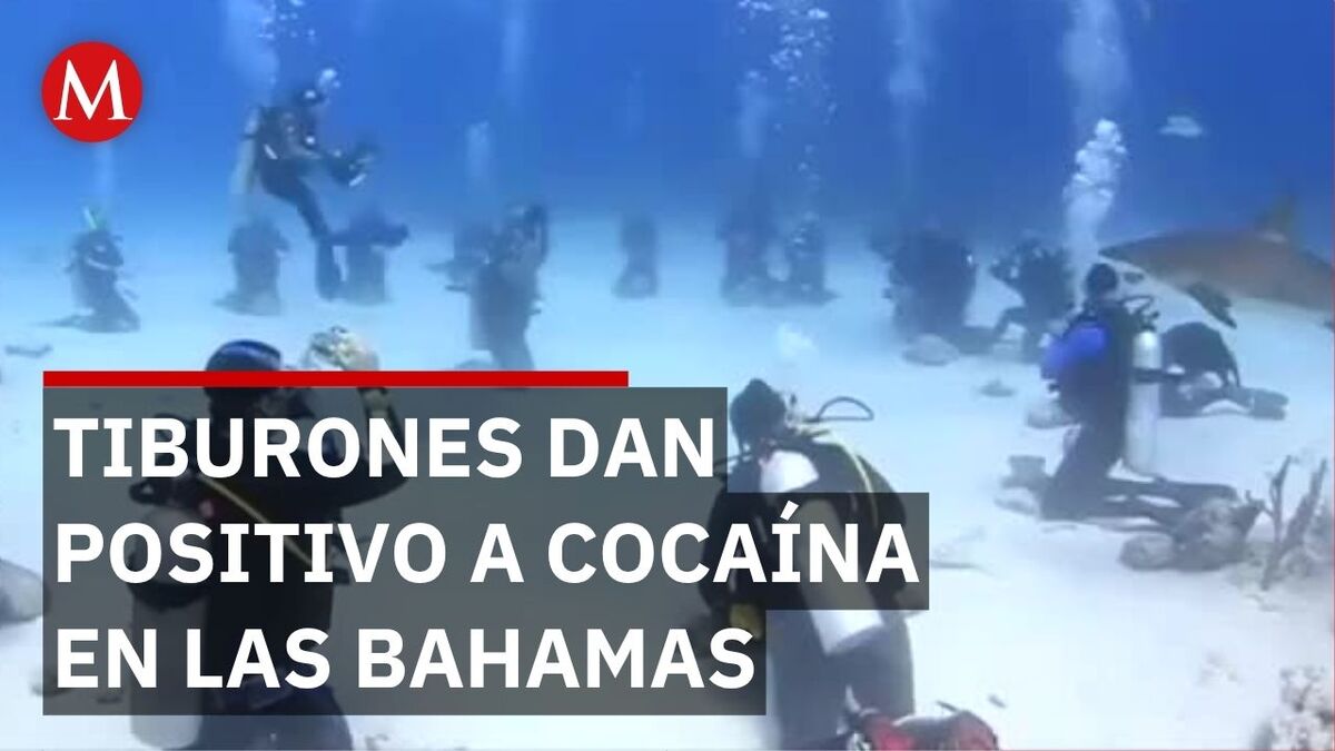 Alerta ambiental en Bahamas: Tiburones afectados por cocaína y fármaco