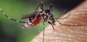 Piden reforzar campañas contra dengue en Nuevo León