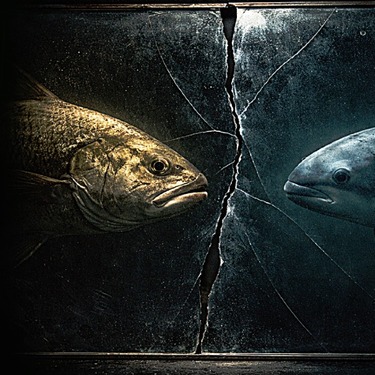 El Cártel de Sinaloa usa buches de totoaba como moneda para pagar precursores de fentanilo a mafias chinas