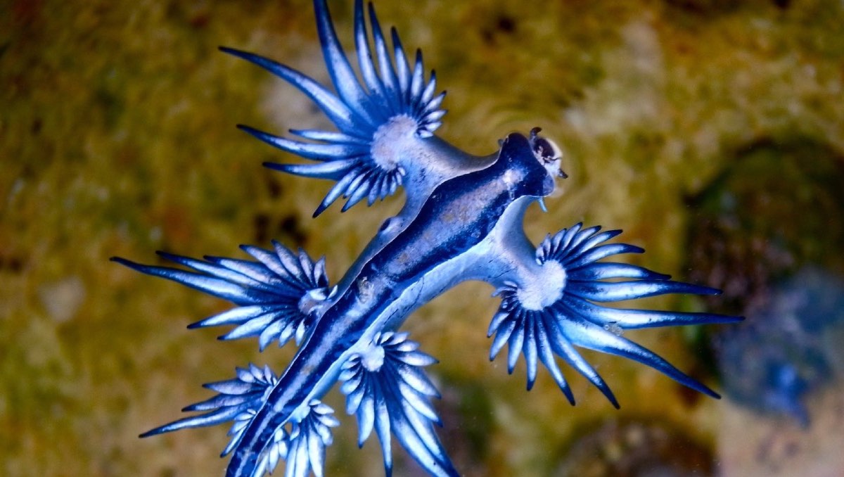 Dragón azul, especie que sorprende. | ESPECIAL