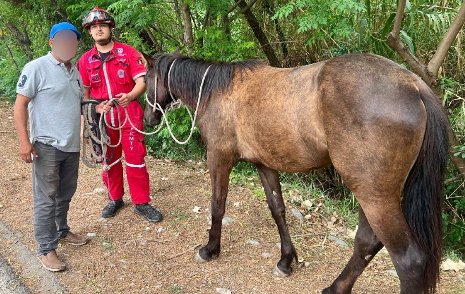El propietario del animal acudió al sitio y explicó que el caballo escapó de un predio cercano donde se encontraba resguardado. | Miranda Arias
