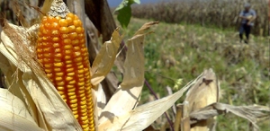 Entre las principales demandas del sector está el establecimiento de un precio justo para el maíz