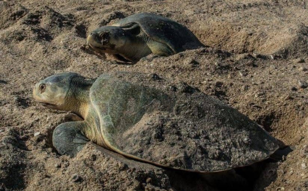 Aumenta el número de huevos de tortuga lora: temporada de anidación en Tamaulipas