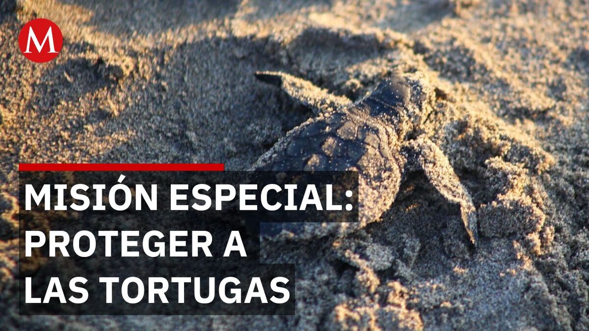 Guardia Nacional resguarda tortuga marina por Semana de Pascua en Veracruz