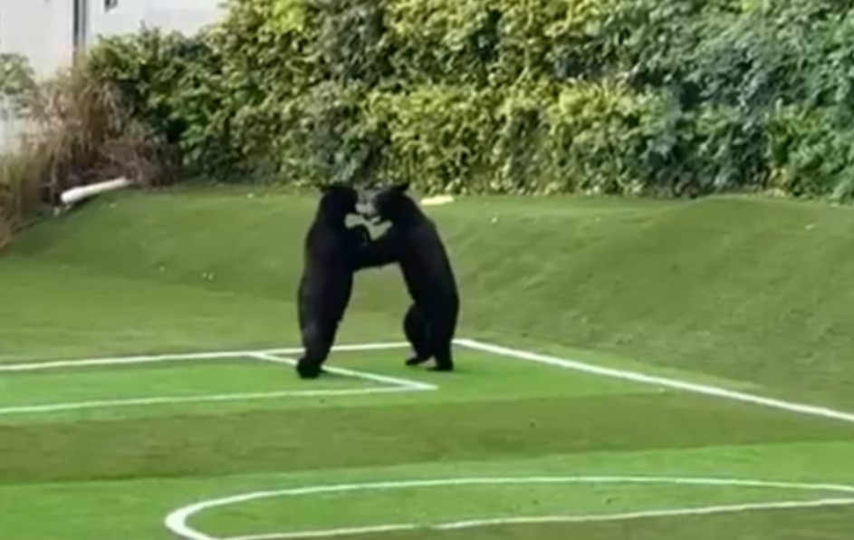 Un par de oseznos sorprendió a vecinos de la colonia Las Fincas al meterse a una cancha de futbol. | Especial