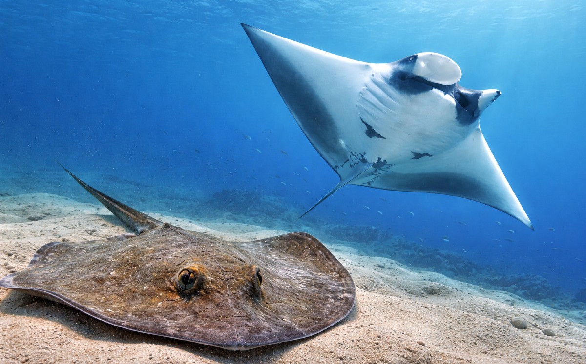 Principales diferencias entre raya y mantarraya.| Ia