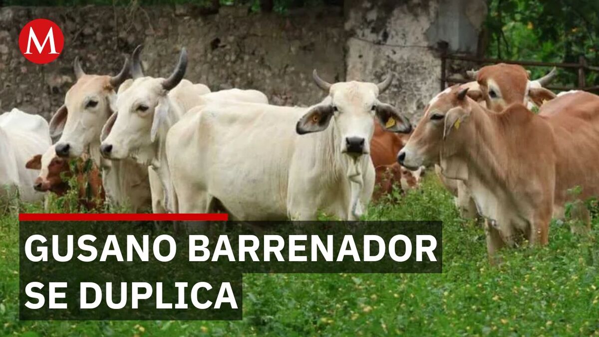 Ganado y mascotas en riesgo por crisis de gusano barrenador en Puebla