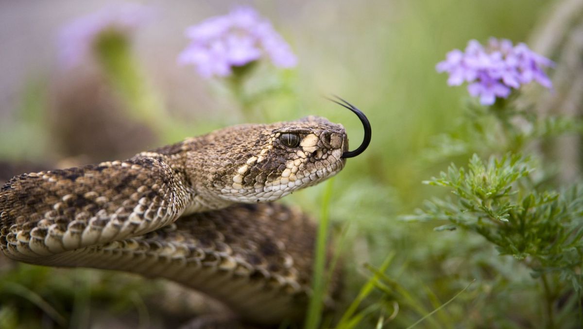 El incremento coincide con la temporada vacacional, cuando aumentan las visitas a parajes naturales | Especial