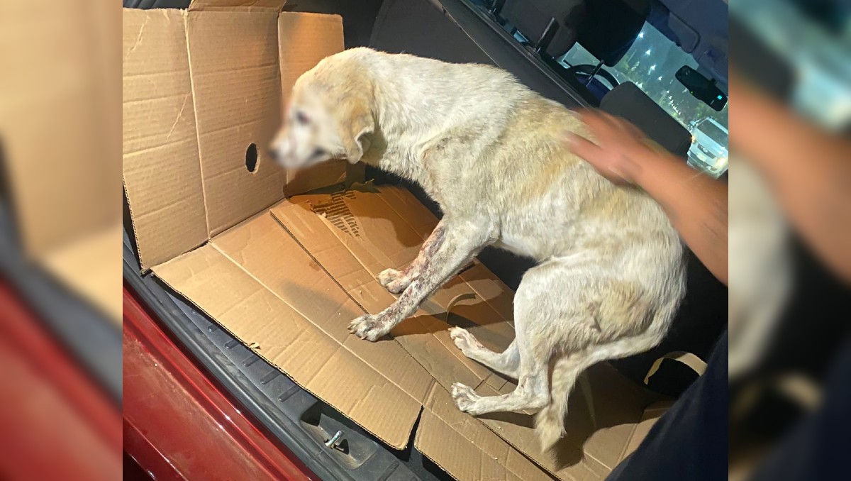 El perrito 'Sultán' fue atacado en Culiacán, Sinaloa, con un rifle de balines. | Especial