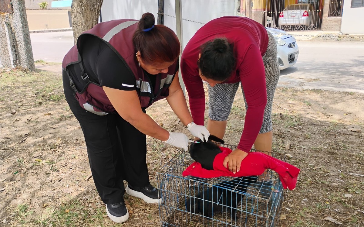 Perros y gatos son vacunados contra la rabia en Tampico. | Sergio S.