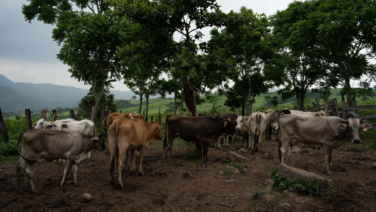 Repuntan casos de gusano barrenador en Puebla | Cuartoscuro