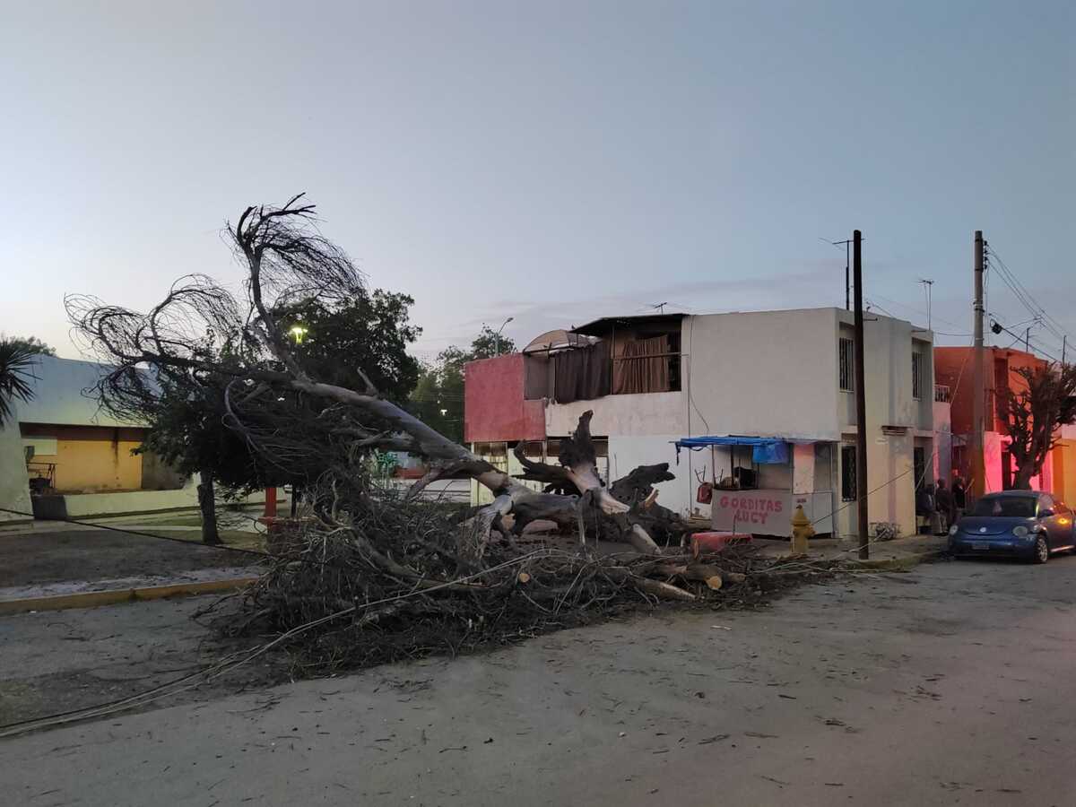 Autoridades de Protección Civil y Bomberos realizaron labores de retiro del árbol y aseguraron el área.| Alejandro Castañeda.