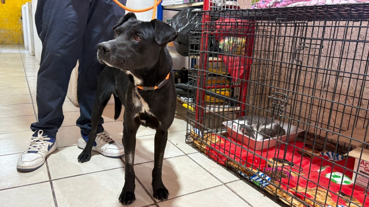 'Bubu' sobrevivió de milagro y ahora ya cuenta con una familia (Foto: Fátima Briceño)