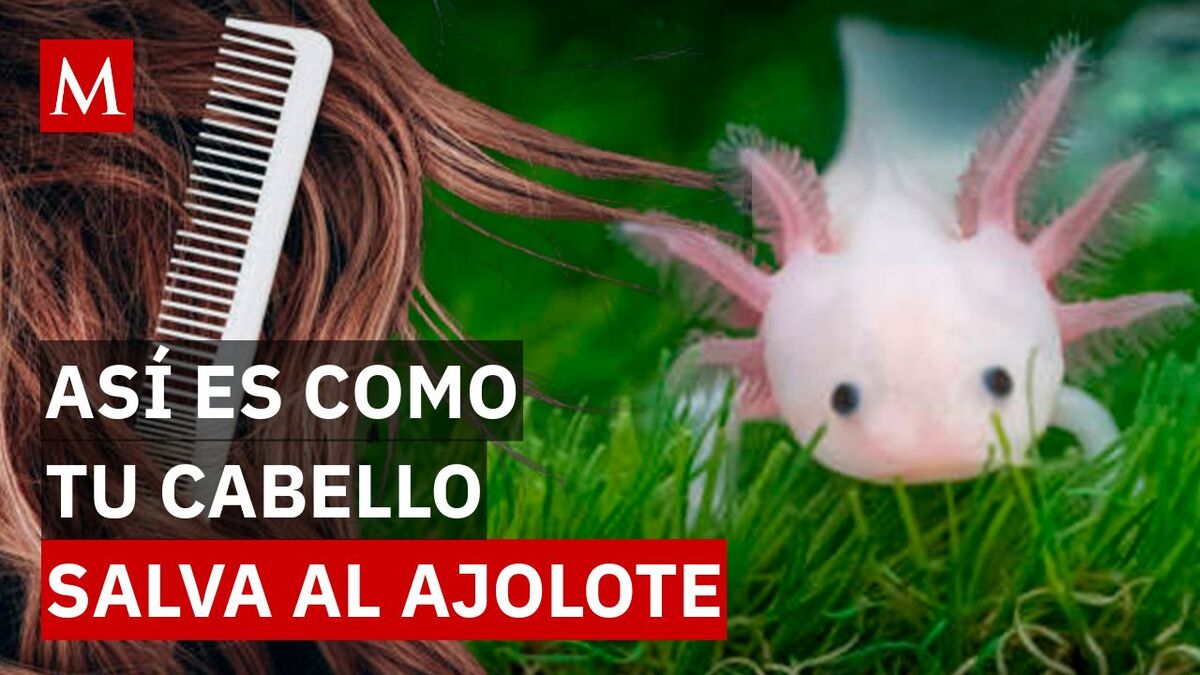 ¿Puede el cabello humano limpiar el agua? Así funciona el proyecto en Xochimilco