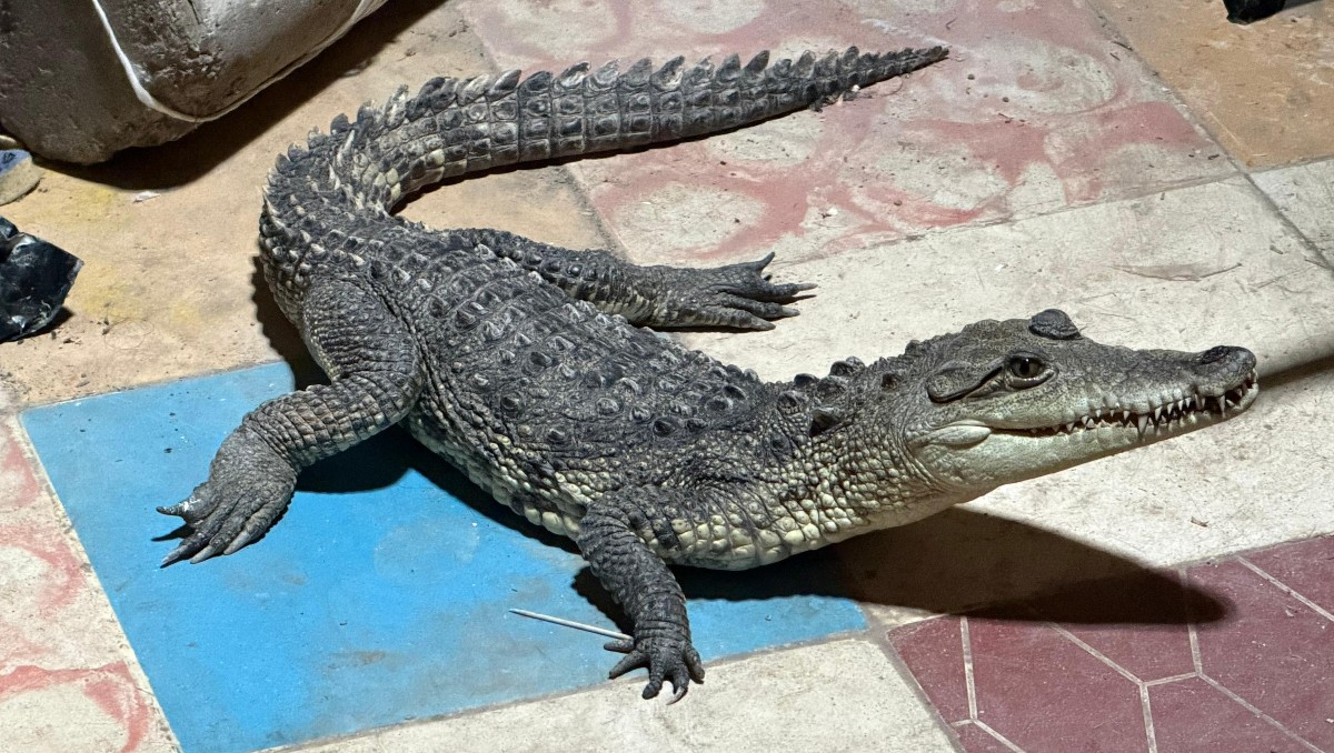 Cocodrilo asegurado por autoridades y trasladado a Profepa