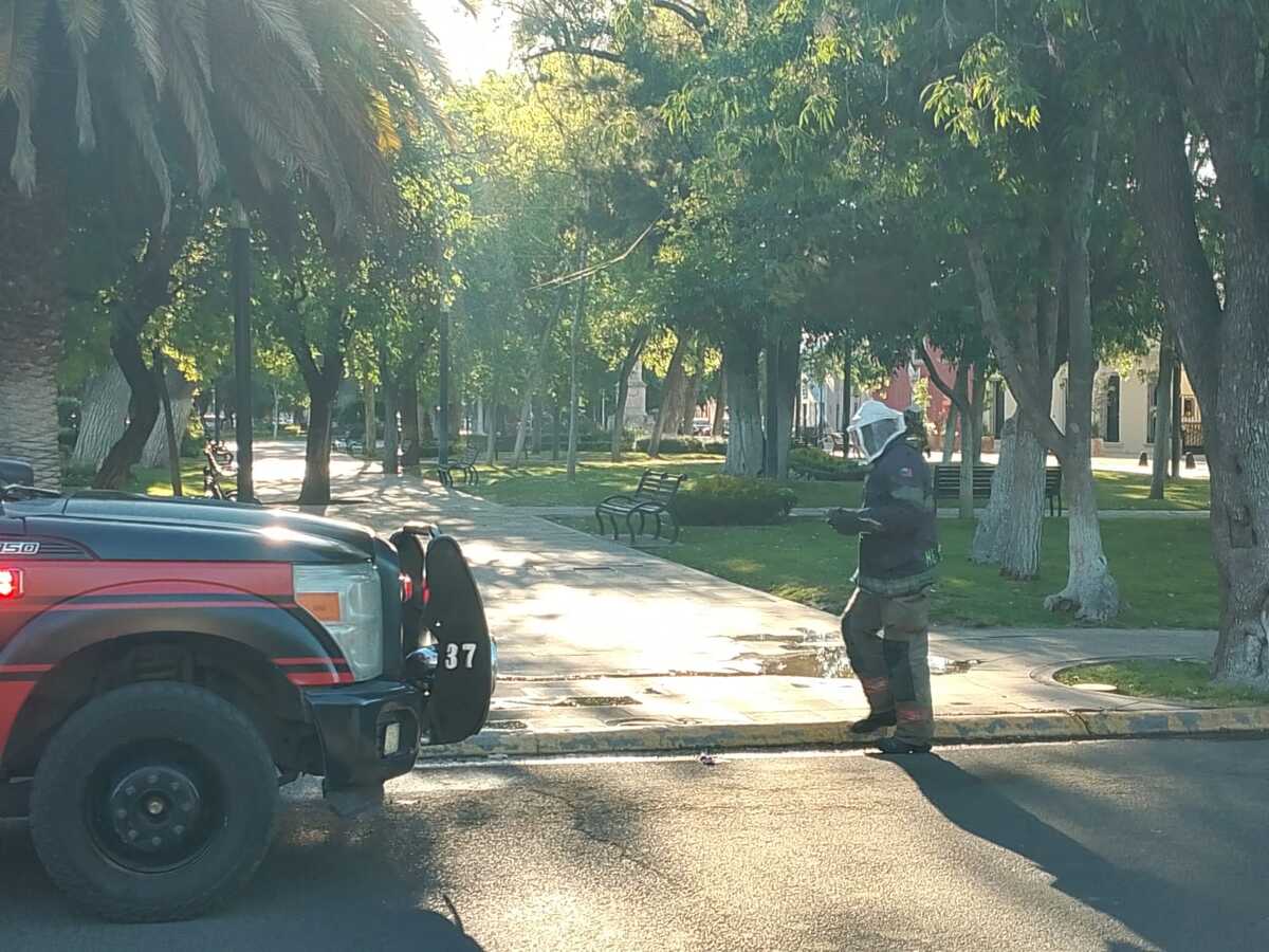 Bomberos de Durango atienden llamado por ataque de abejas en plazuela Baca Ortiz | Especial