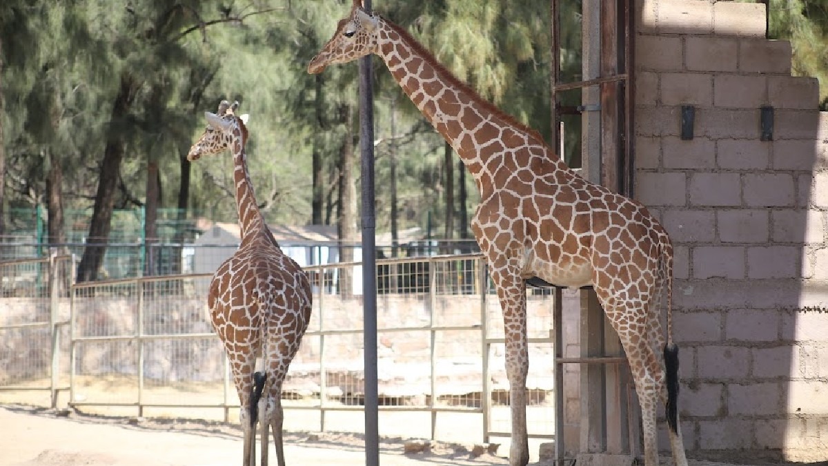 Comisión de Medio Ambiente del estado pide que el Zoológico de León sea un santuario para los animales