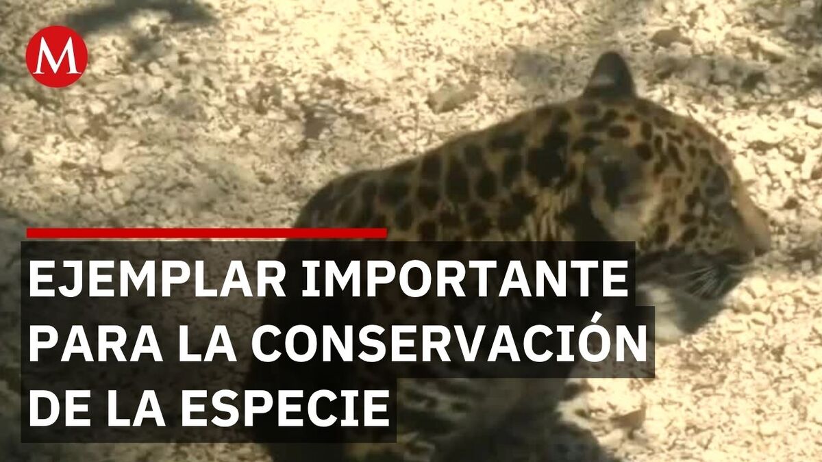Conoce a Julieta la nueva Jaguar del Altiplano en Tlaxcala