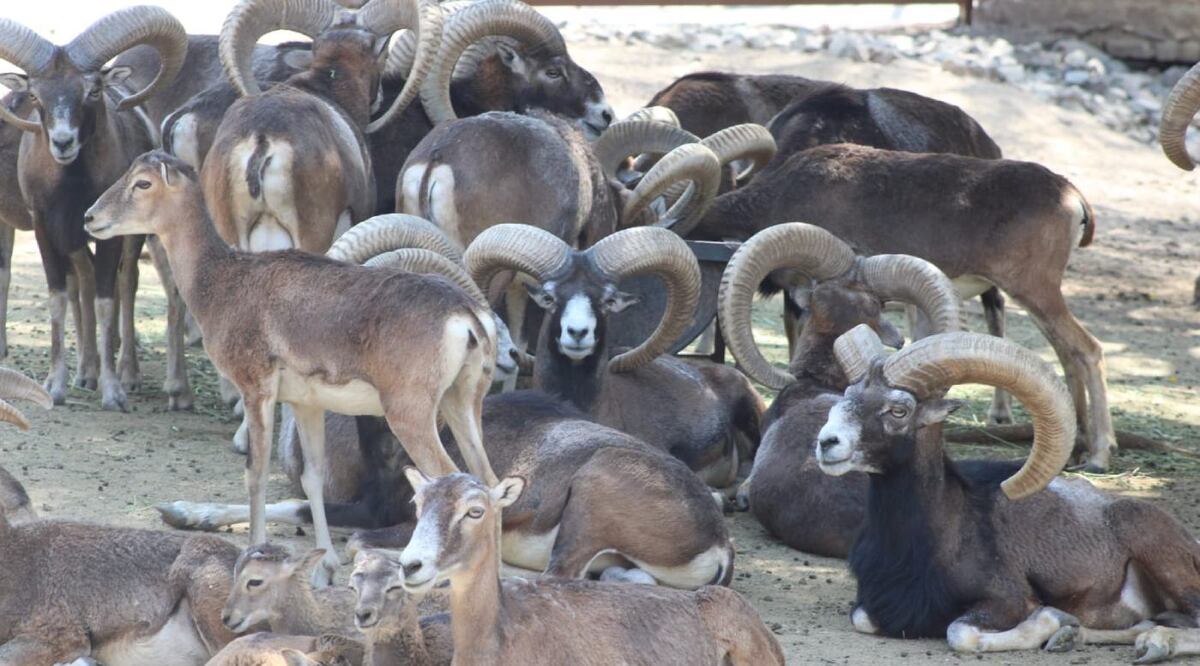 Una jauría de 12 perros ingresó al área de muflones del Zoológico de León y mató a 24 ejemplares. | Dany Béjar