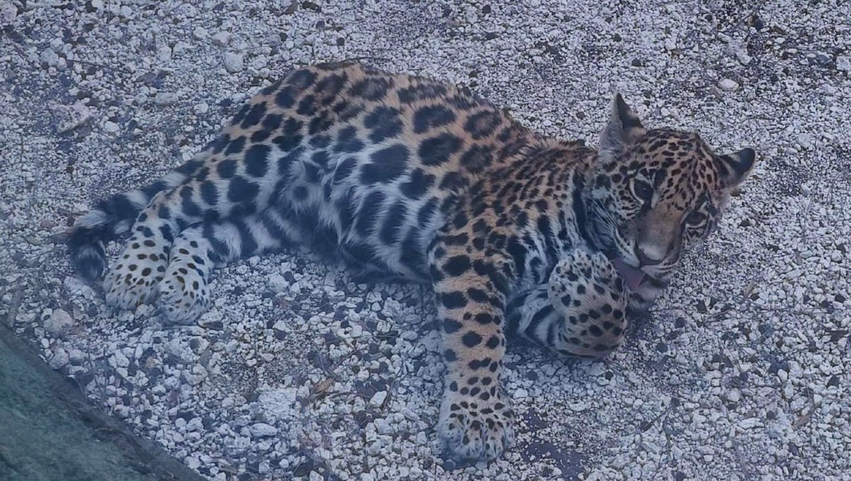 ¿Listo para conocerla? Ella es Julieta, la jaguar y nueva habitante del Zoológico del Altiplano en Tlaxcala ❤️