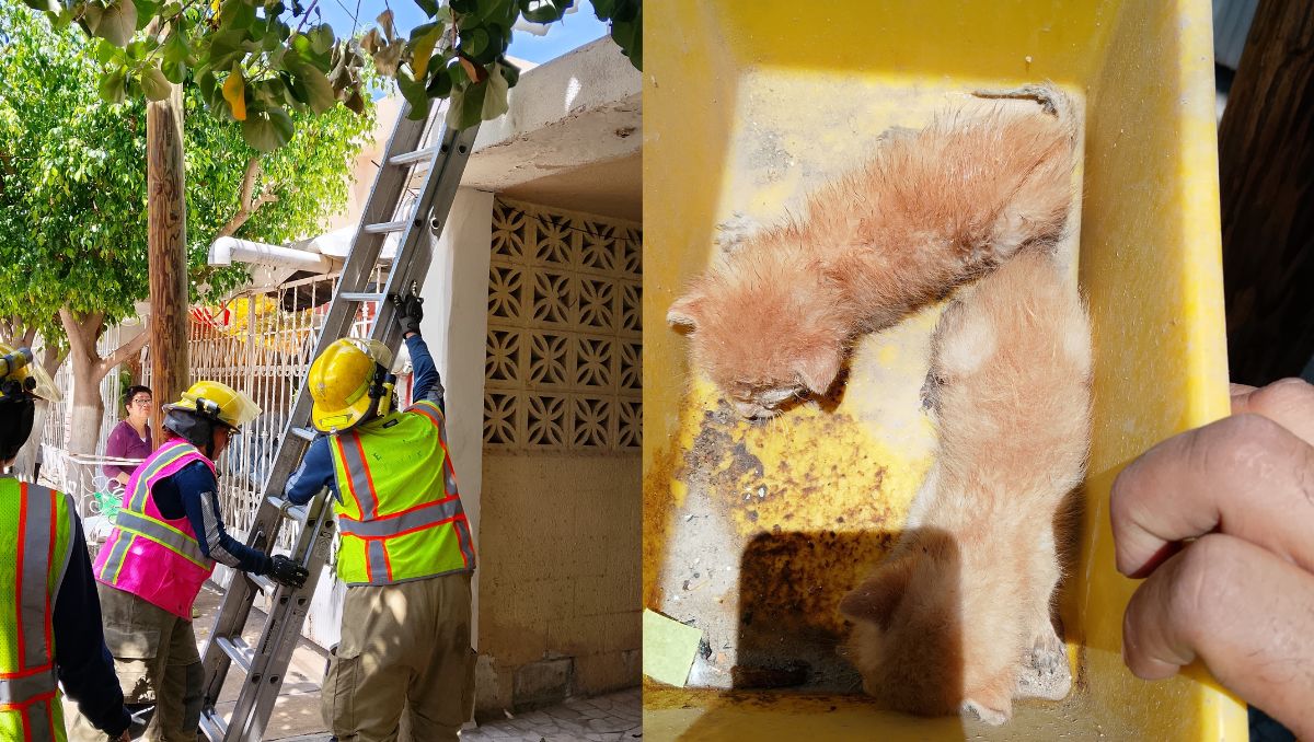 Ocurrió en la colonia Prolongación los Nogales, los animalitos fueron resguardados por una familia del sector. | Especial