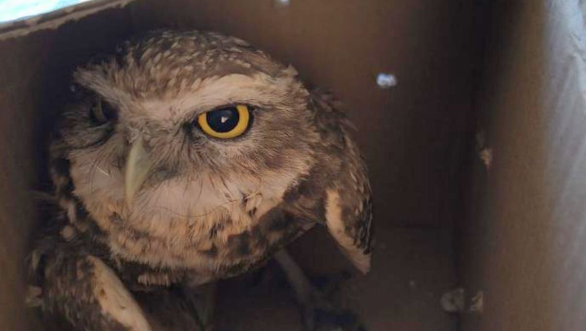 Autoridades pidieron a la ciudadanía reportar animales silvestres en riesgo para su rescate. | Especial