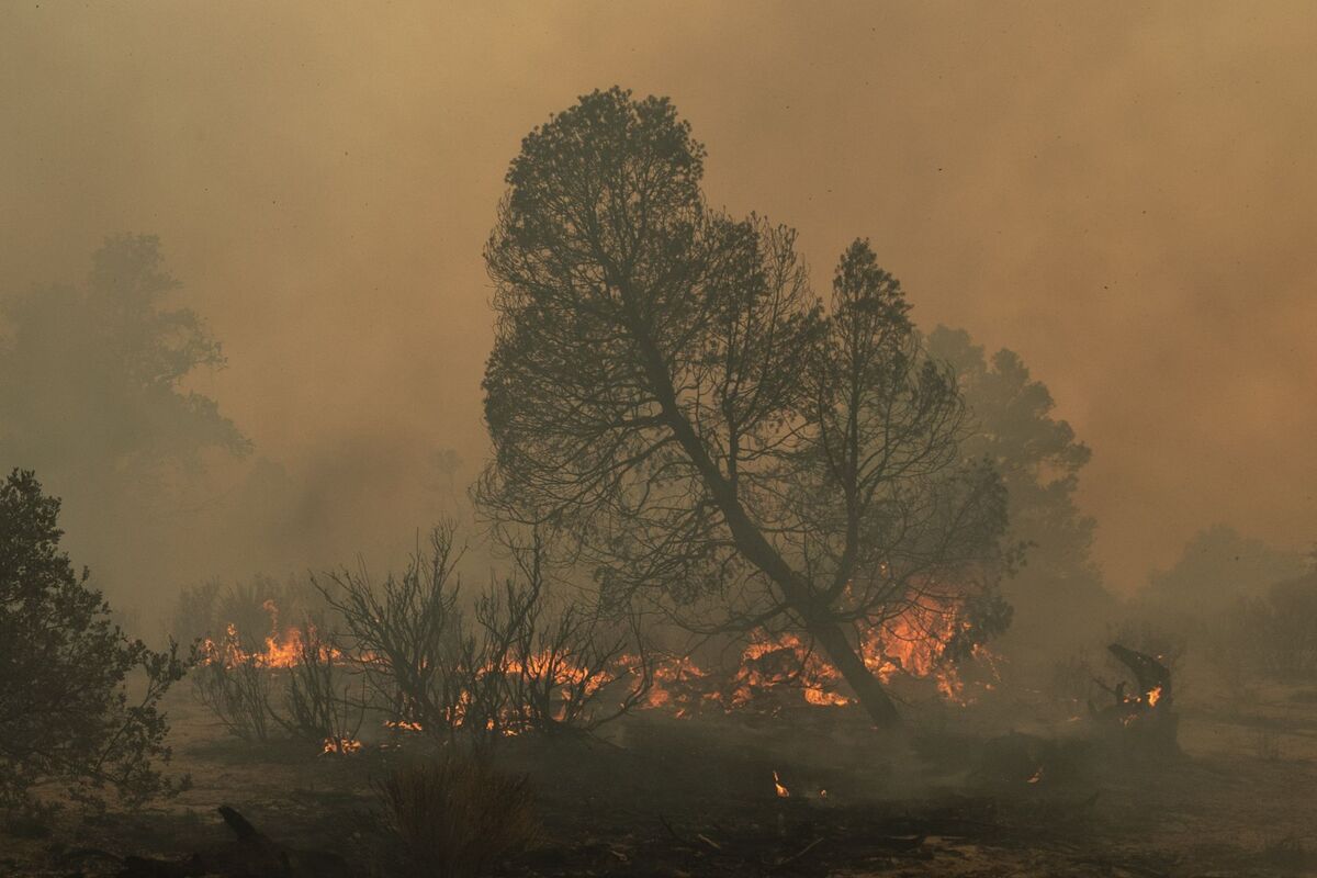 Conafor informa que hay 40 incendios forestales activos en 11 estados del país