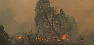 Los incendios han afectado una superficie preliminar de 4 mil 615 hectáreas