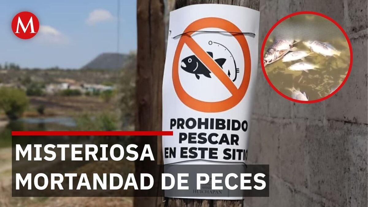 Investigan muerte masiva de peces en presa de Hidalgo; piden evitar consumo y pesca