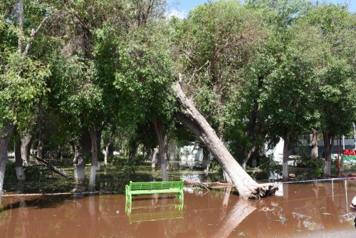 En Lerdo, inician reforestación tras daños por tromba. | Roberto Amaya