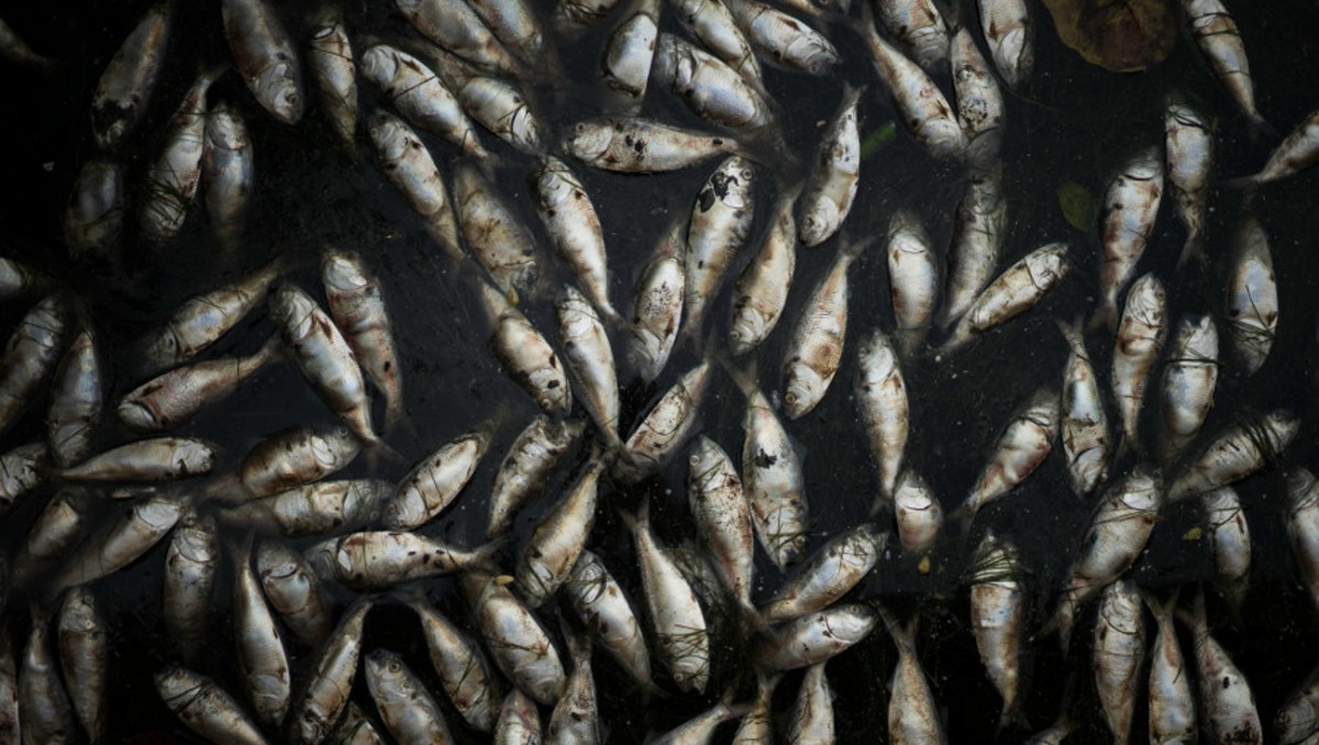 El nodavirus es un virus de animales acuáticos. | Foto: Archivo