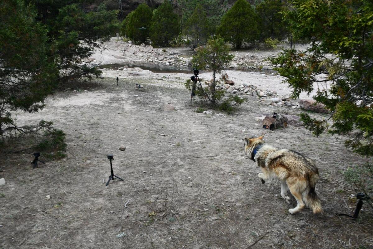 Reintroducción del lobo mexicano a su hábitat en Durango. | Especial