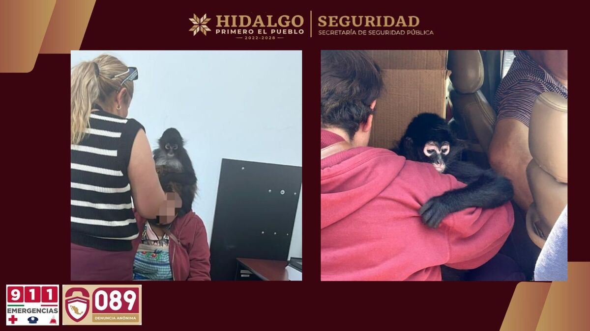 Mono araña es rescatado en Actopan