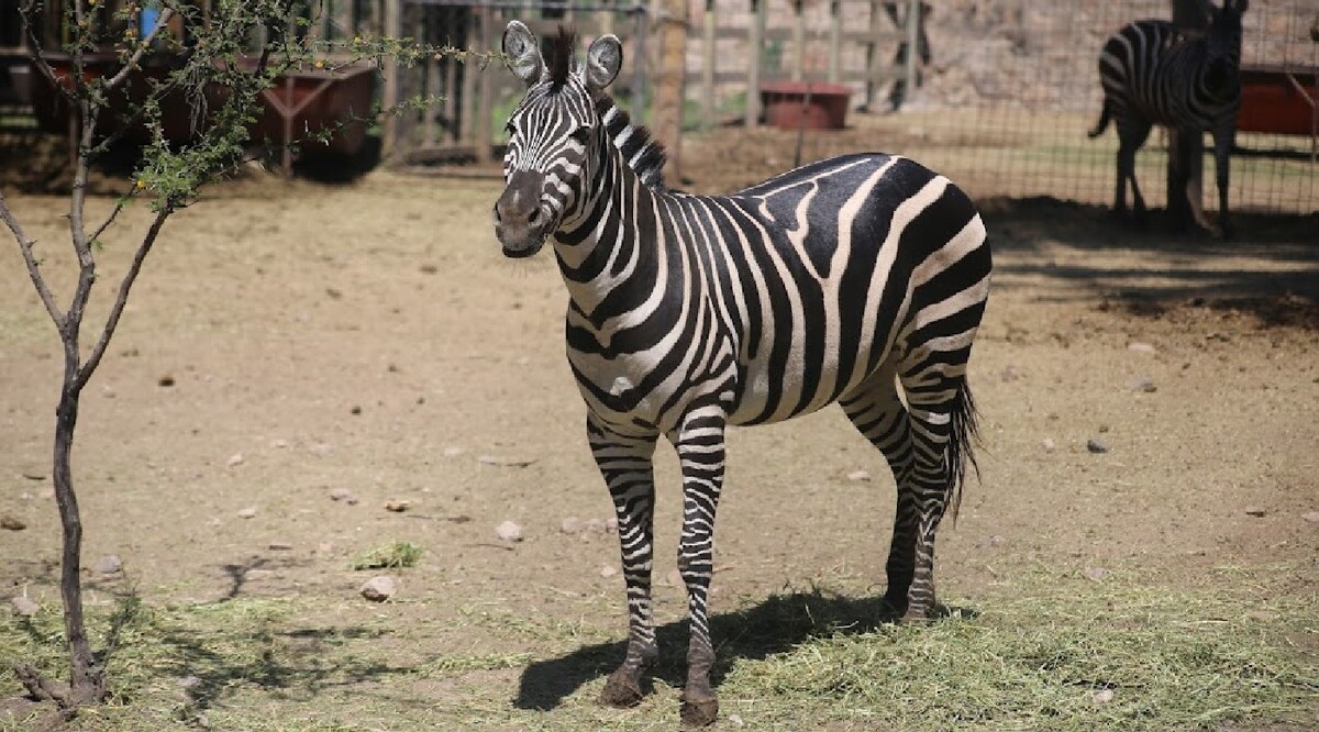 Respecto a las muertes a causa de traumatismos en el Zoológico de León explicó que son "multifactoriales". Foto: Dani Béjar.