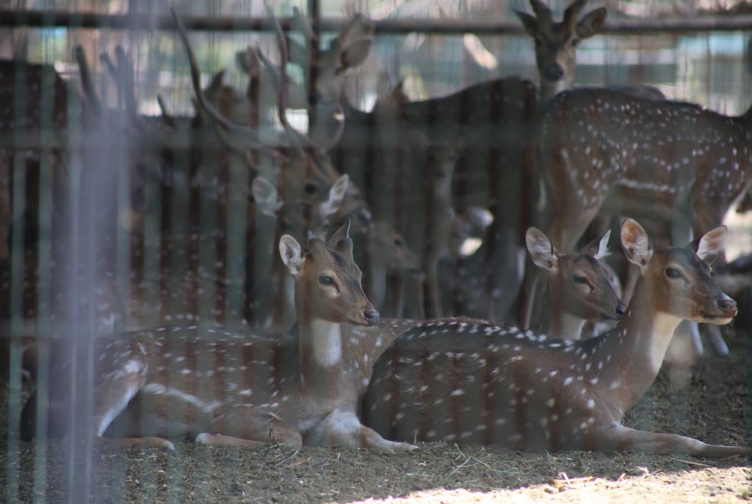 Calificó que a su llegada recibieron un zoológico con infraestructura deshecha. (Foto: Dany Béjar)