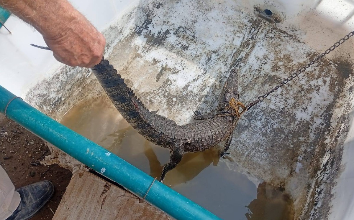 Capturan y reubican a cocodrilo en Villagrán. | SSPT