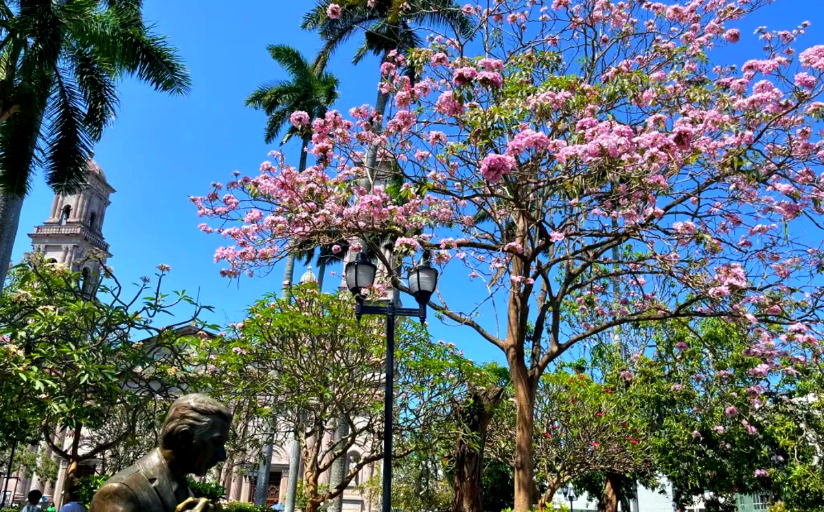 Estas son las caracteristicas principales del árbol palo de rosa que florece en Tampico.| Yázmin S.